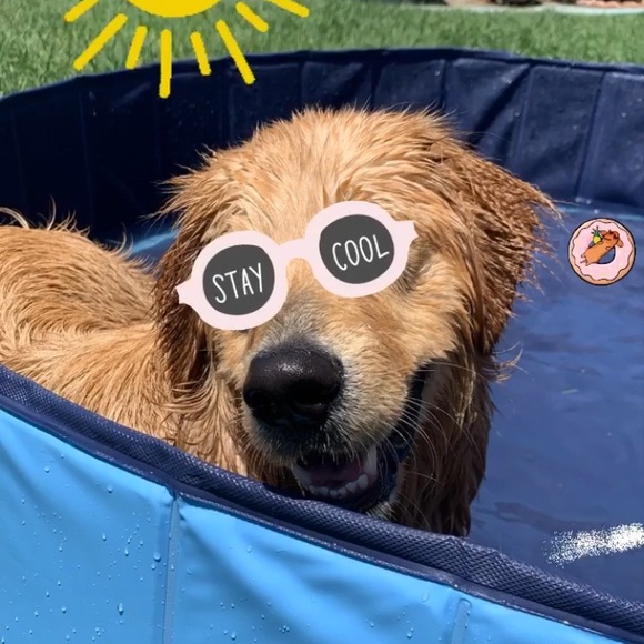 Meet your Posher, Sal - Picture 1 of 1